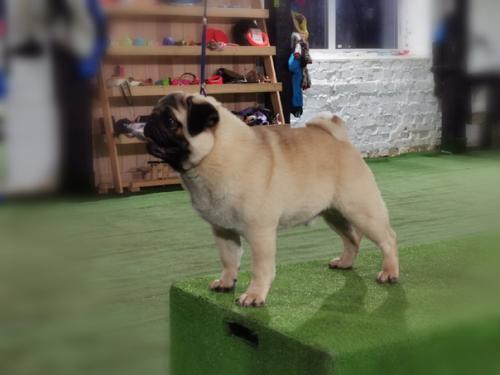 Мы усердно работаем, как в питомнике, так и готовимся к дальнейшим выставкам. 03