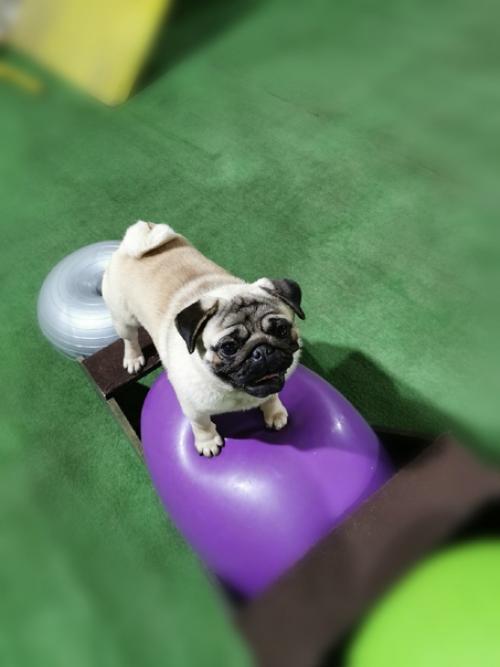 Мы усердно работаем, как в питомнике, так и готовимся к дальнейшим выставкам. 04