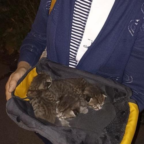 Кому счастье в дом? 01 Кому счастье в дом? 01