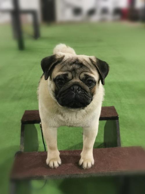 Мы усердно работаем, как в питомнике, так и готовимся к дальнейшим выставкам. 01