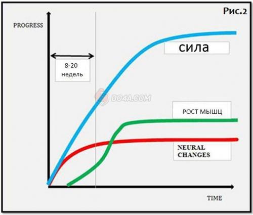 Как часто менять программу тренировок. 01
