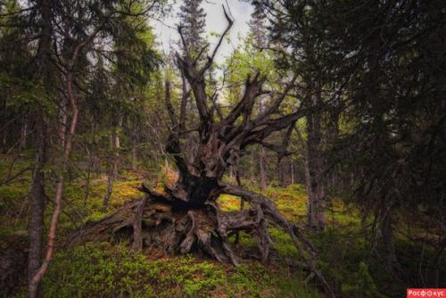 Защита лесной страж. 02