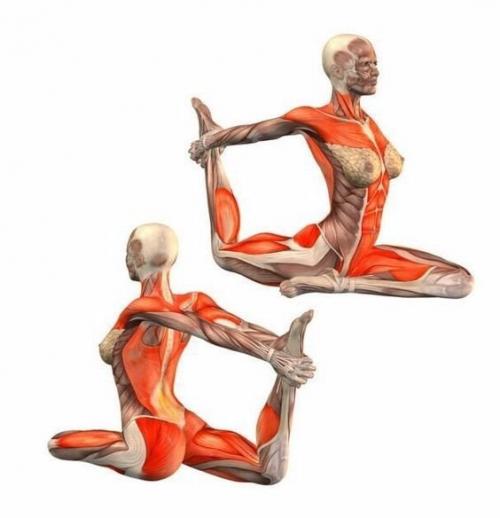 Йога?  Наглядно о том, как работают наши мышцы во время упражнений! 07