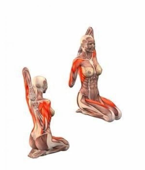 Йога?  Наглядно о том, как работают наши мышцы во время упражнений! 08