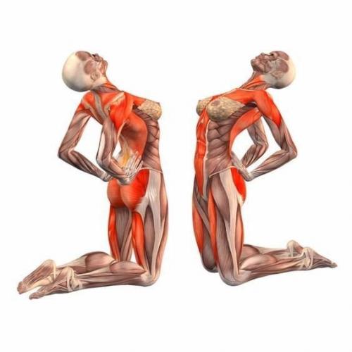 Йога?  Наглядно о том, как работают наши мышцы во время упражнений! 06