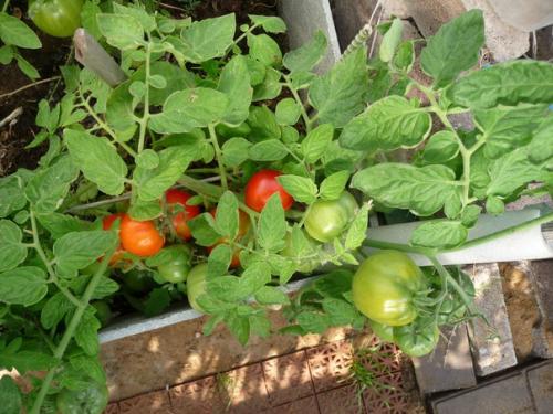 Прошлый дачный сезон был так себе, но урожая нам хватило. 01