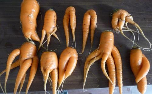 Прошлый дачный сезон был так себе, но урожая нам хватило. 02