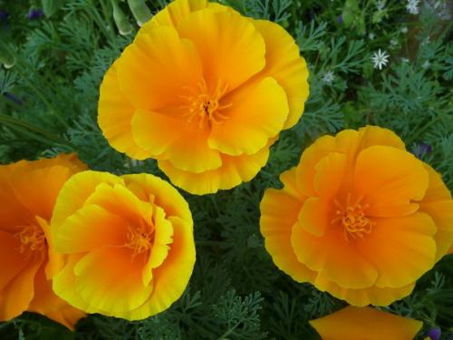 Прошлый дачный сезон был так себе, но урожая нам хватило. 03