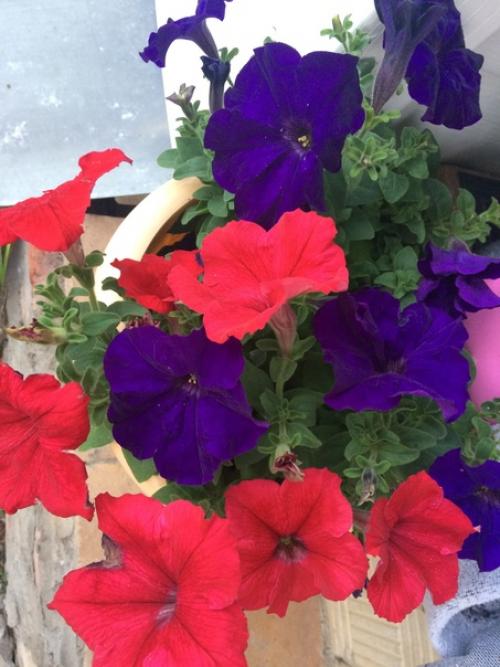 Огород (а свой дом тем более) - это бесплатный фитнес, растяжка, грязевые ванны и прочие развлечения а ещё это красота и аромат. 05