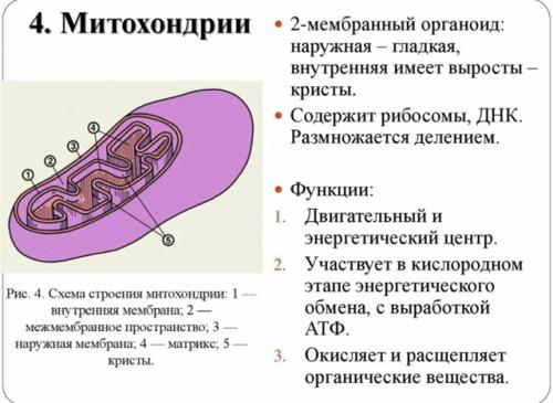 Как раз вчера мы с девочками обсуждали кто для какой цели ходит на тренировки, даже в такую жару! 01 Как раз вчера мы с девочками обсуждали кто для какой цели ходит на тренировки, даже в такую жару! 01