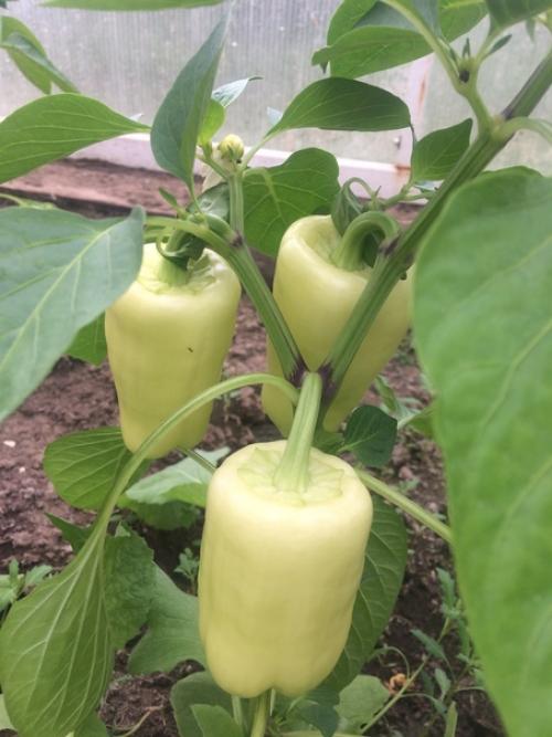 Огород (а свой дом тем более) - это бесплатный фитнес, растяжка, грязевые ванны и прочие развлечения а ещё это красота и аромат. 08