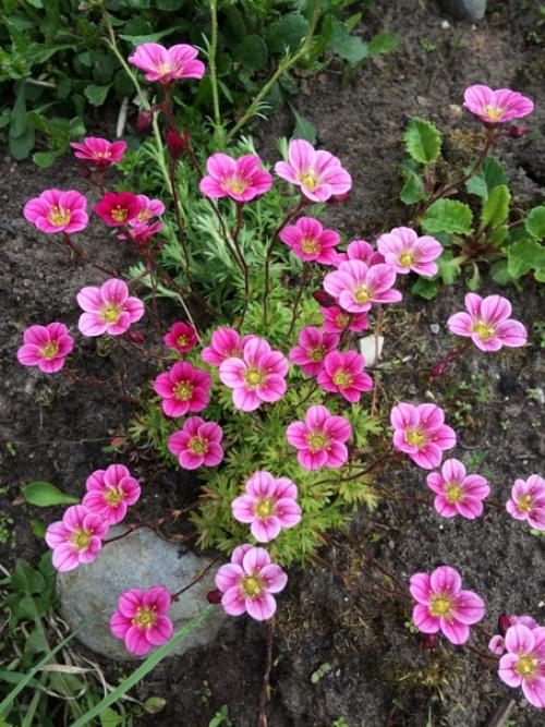 Огород (а свой дом тем более) - это бесплатный фитнес, растяжка, грязевые ванны и прочие развлечения а ещё это красота и аромат. 03