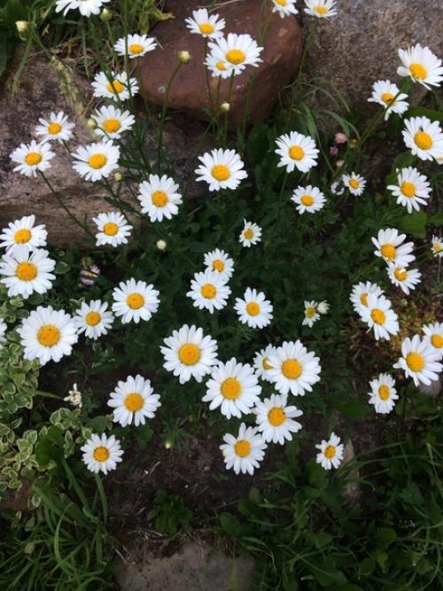 Огород (а свой дом тем более) - это бесплатный фитнес, растяжка, грязевые ванны и прочие развлечения а ещё это красота и аромат. 04