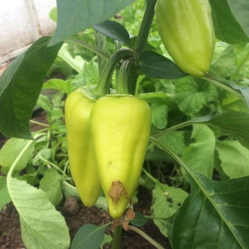 Огород (а свой дом тем более) - это бесплатный фитнес, растяжка, грязевые ванны и прочие развлечения а ещё это красота и аромат. 09