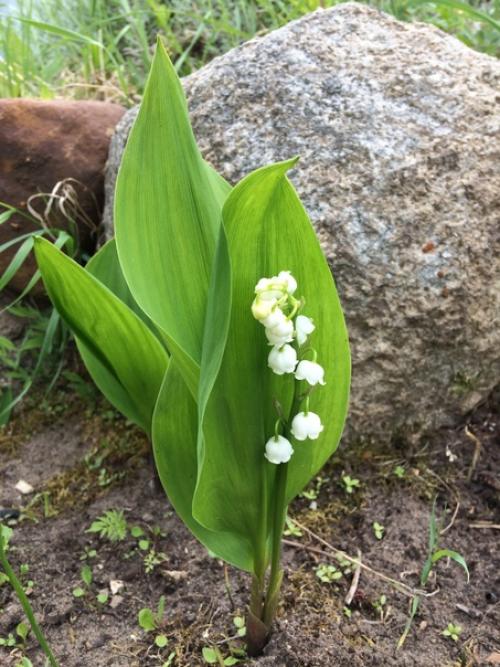 Огород (а свой дом тем более) - это бесплатный фитнес, растяжка, грязевые ванны и прочие развлечения а ещё это красота и аромат. 02