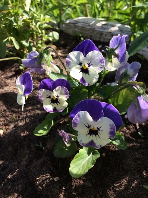 Огород (а свой дом тем более) - это бесплатный фитнес, растяжка, грязевые ванны и прочие развлечения а ещё это красота и аромат. 01