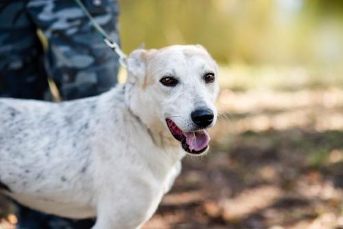 Ищет дом нева. 03