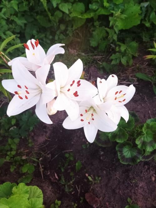 Один вечер из жизни фермера. 05 Один вечер из жизни фермера. 05