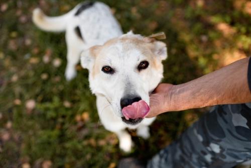 Ищет дом нева. 06