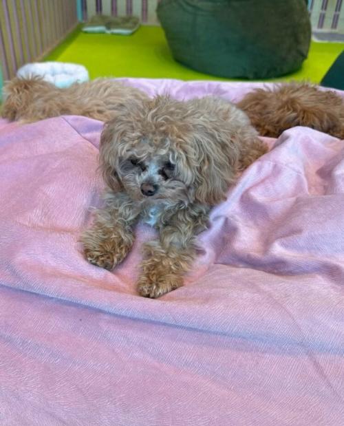 Эпизод 474.  Щенячий вопрос. 02