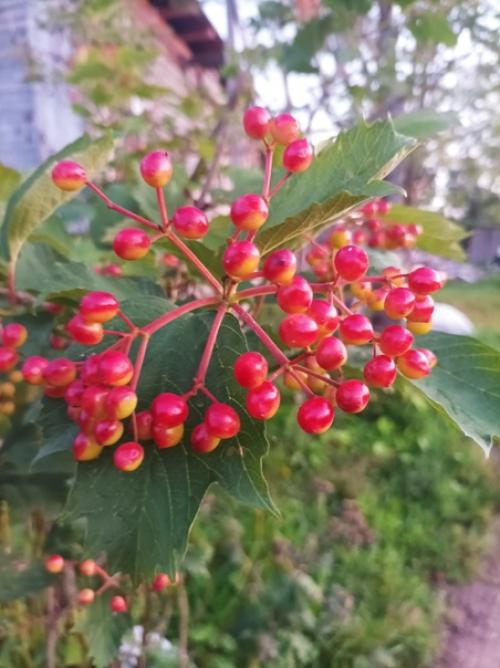 Один вечер из жизни фермера. 01 Один вечер из жизни фермера. 01