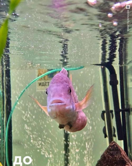 Эпизод 450.  Операция на ГЛУБИНЕ. 01