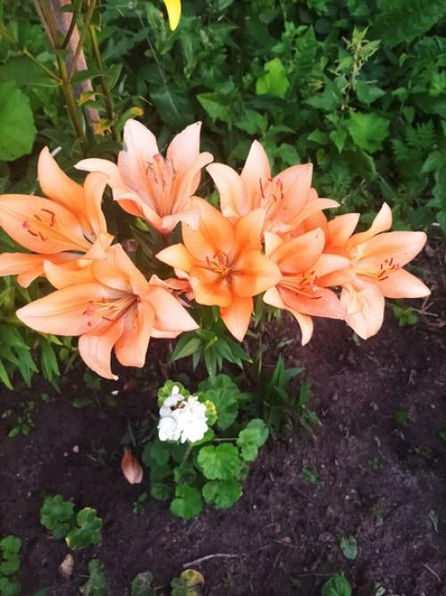 Один вечер из жизни фермера. 03 Один вечер из жизни фермера. 03