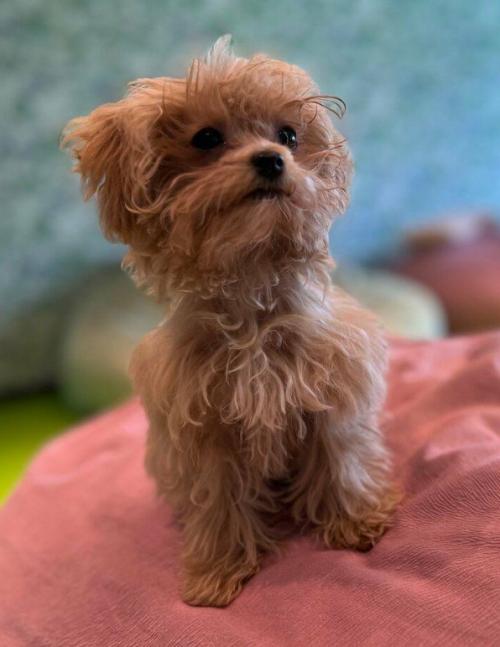 Эпизод 474.  Щенячий вопрос. 01