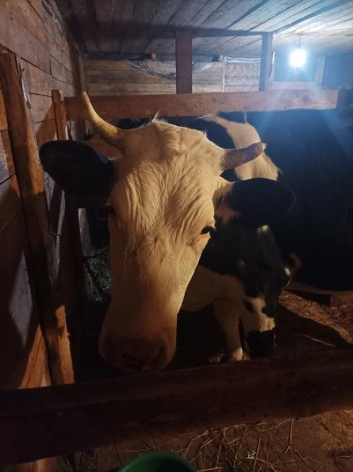 Один вечер из жизни фермера. 07 Один вечер из жизни фермера. 07