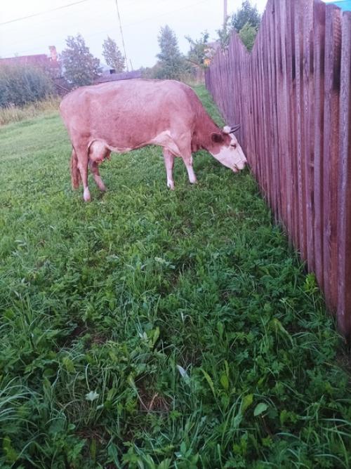 Один вечер из жизни фермера. 04 Один вечер из жизни фермера. 04
