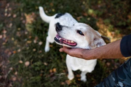 Ищет дом нева. 05