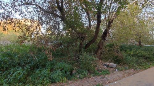 Павлово.  Территория за фитнес-клубом Созвездие: новый тротуар к магазину пятёрочка тонет в зарослях американского клёна и крапивы. 01