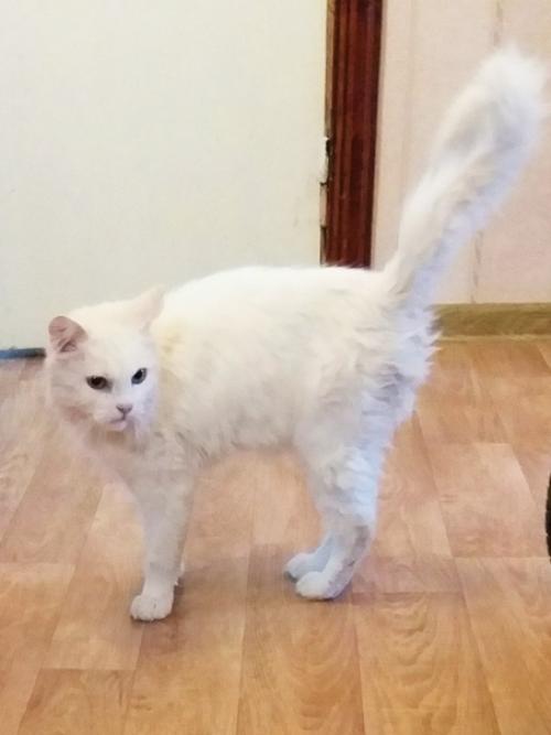 Дом особенный котик ищет. 03 Дом особенный котик ищет. 03