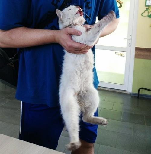 Дом особенный котик ищет. 01 Дом особенный котик ищет. 01