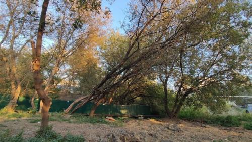 Павлово.  Территория за фитнес-клубом Созвездие: новый тротуар к магазину пятёрочка тонет в зарослях американского клёна и крапивы. 04