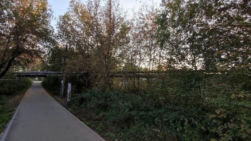 Павлово.  Территория за фитнес-клубом Созвездие: новый тротуар к магазину пятёрочка тонет в зарослях американского клёна и крапивы. 02