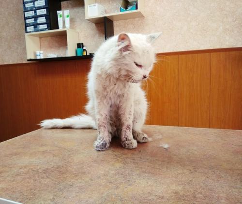 Дом особенный котик ищет. 02 Дом особенный котик ищет. 02