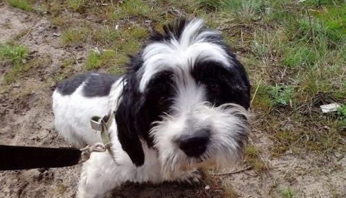 160 тысяч рублей на операцию собаке собрали неравнодушные воронежцы. 01