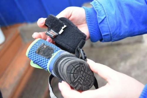 160 тысяч рублей на операцию собаке собрали неравнодушные воронежцы. 03