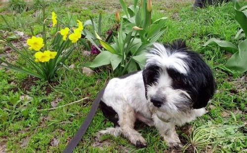 160 тысяч рублей на операцию собаке собрали неравнодушные воронежцы. 02