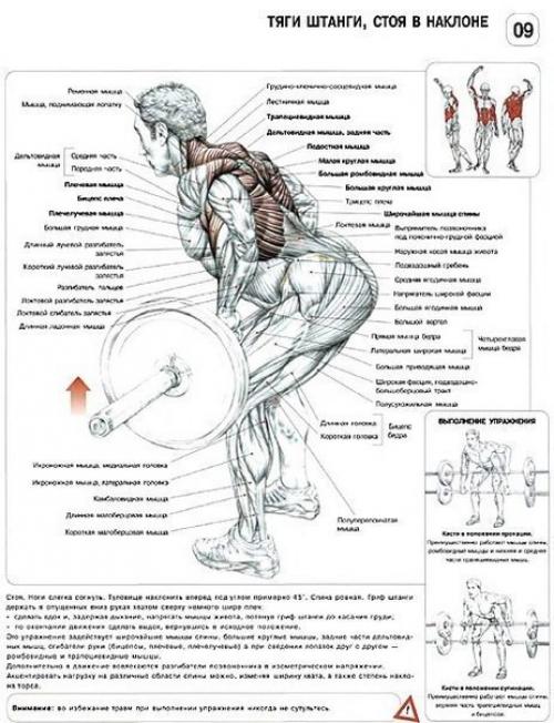 Упражнения для широкой и сильной спины. 05 Упражнения для широкой и сильной спины. 05