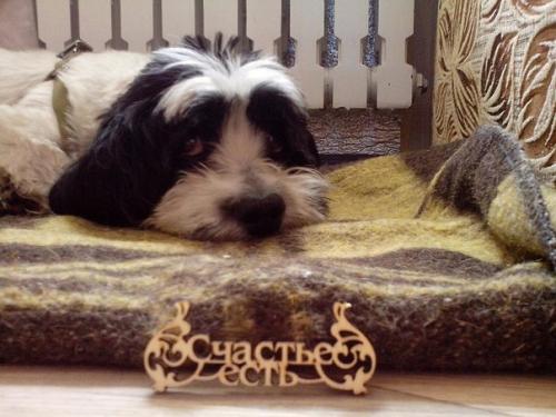 160 тысяч рублей на операцию собаке собрали неравнодушные воронежцы. 04