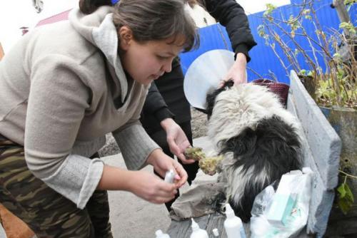 160 тысяч рублей на операцию собаке собрали неравнодушные воронежцы. 05