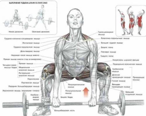 Упражнения для широкой и сильной спины. 01 Упражнения для широкой и сильной спины. 01