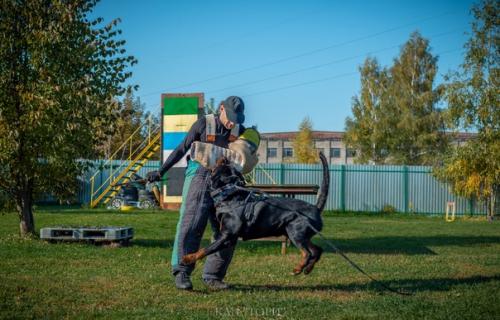 Для чего мы с собаками защитной работой занимаемся? 02 Для чего мы с собаками защитной работой занимаемся? 02