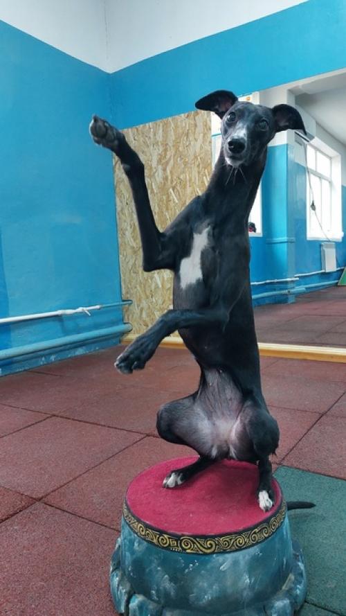 И ещё немножко зального. 02 И ещё немножко зального. 02