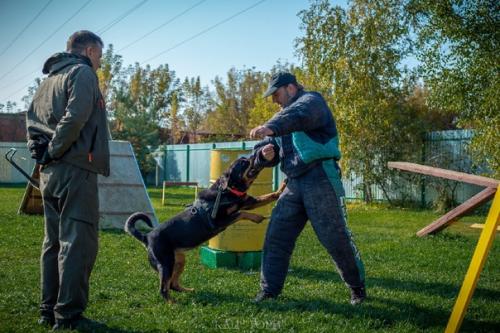 Для чего мы с собаками защитной работой занимаемся? 01 Для чего мы с собаками защитной работой занимаемся? 01
