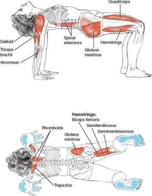 Время растяжки?  По 1-2 минуте в каждой позе после каждой тренировки растягивайтесь! 01