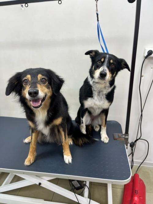 На этой неделе у собак был бассейн в понедельник. 02