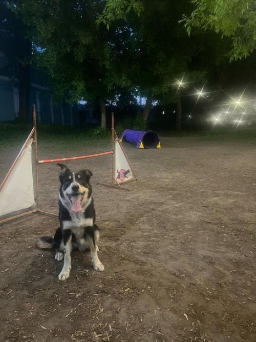 На этой неделе у собак был бассейн в понедельник. 07